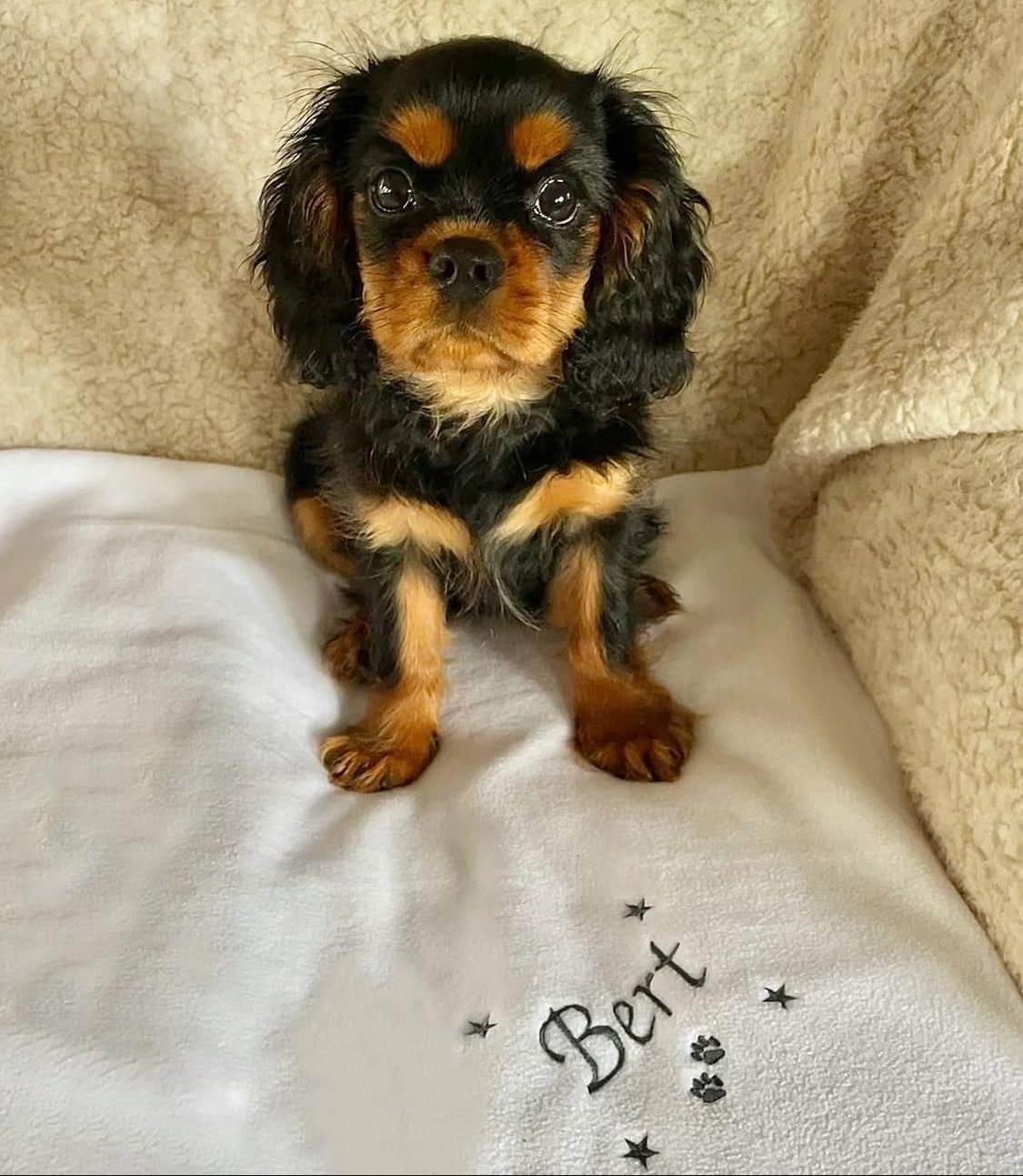 Cavalier puppy ready for a home