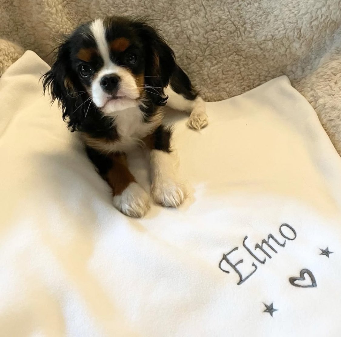 Adorable Cavalier puppy