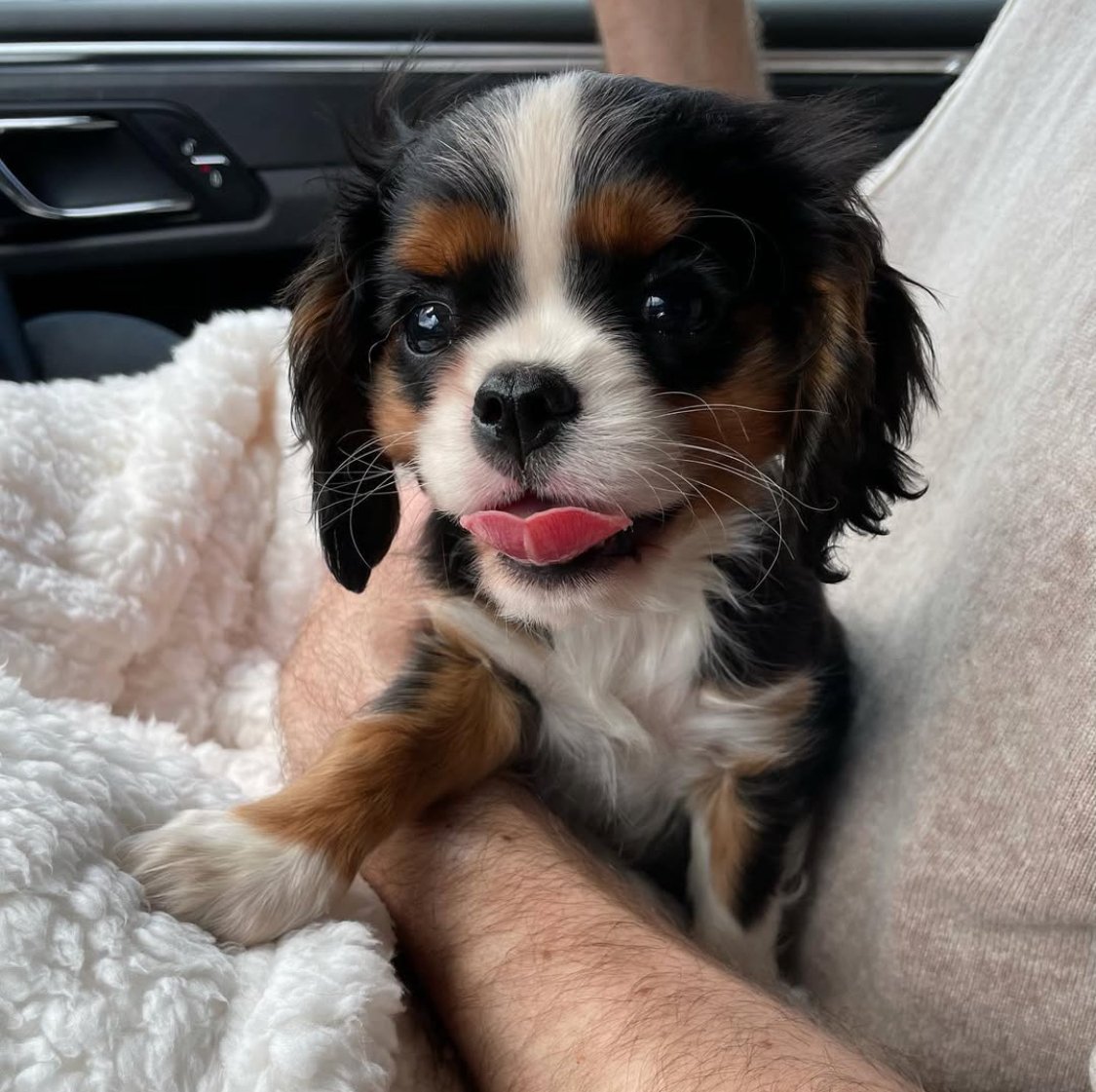 Adorable Cavalier puppy