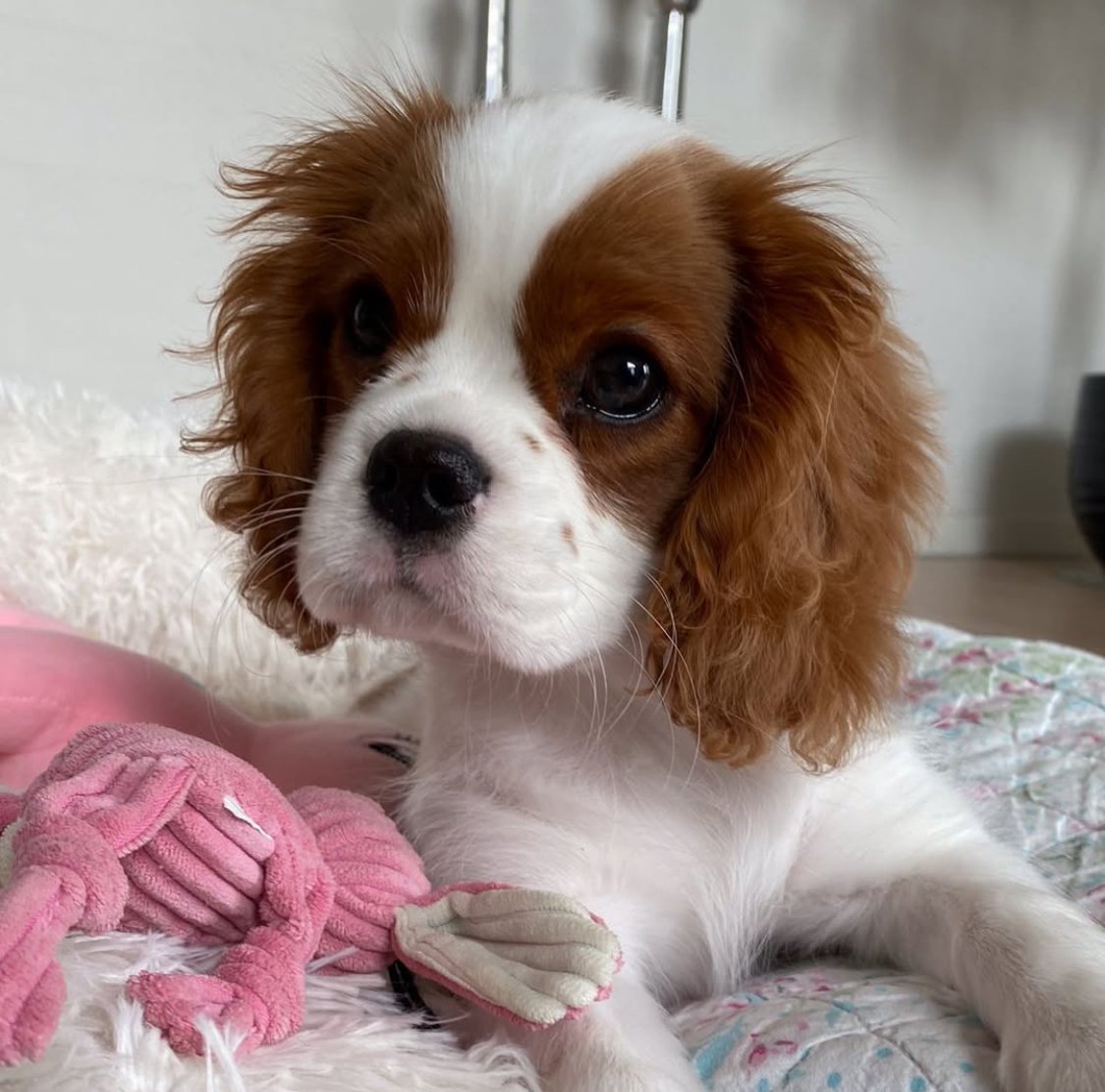 Cavalier puppy looking for family