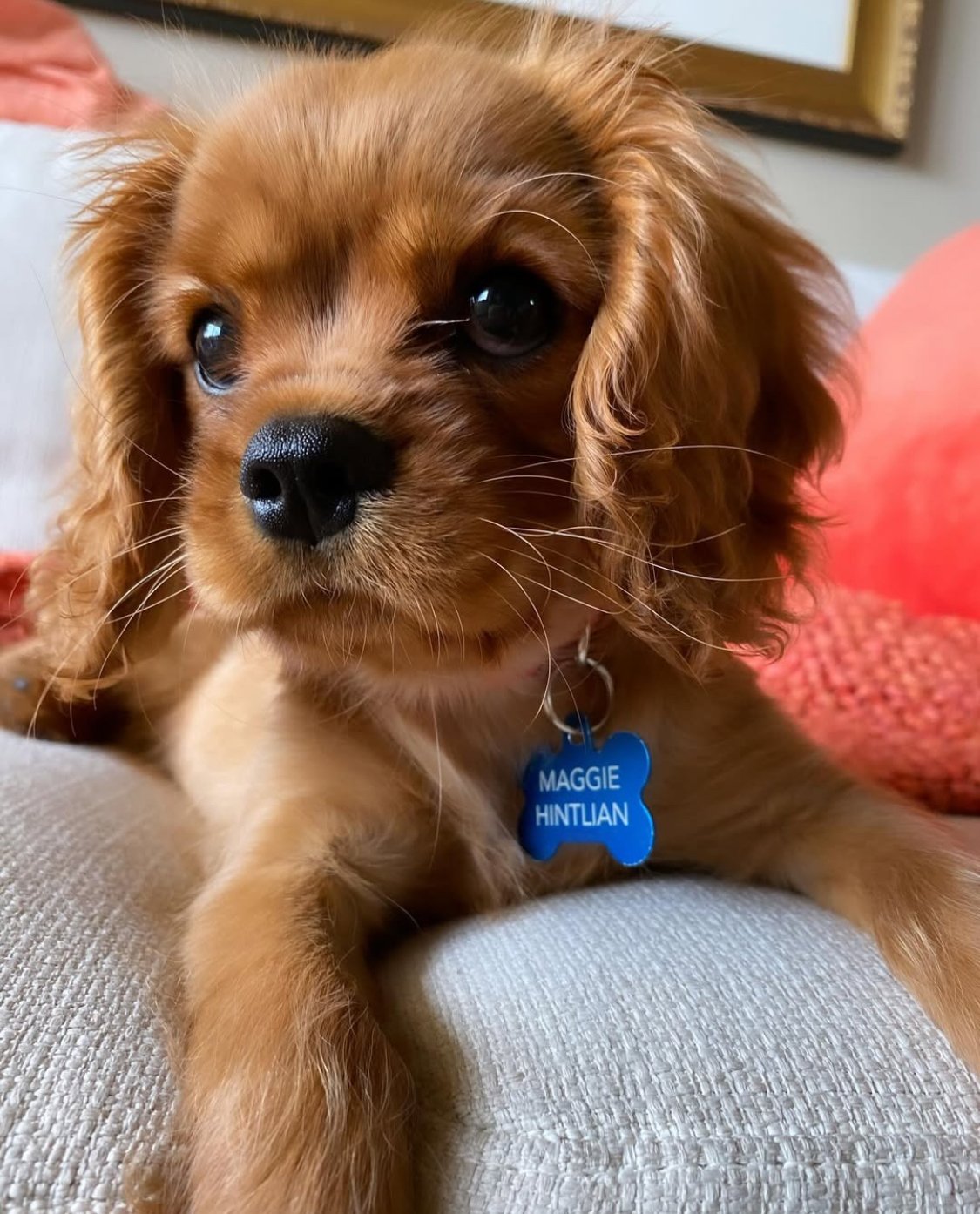 Cavalier King Charles Spaniel from Harris Heritage Cavaliers