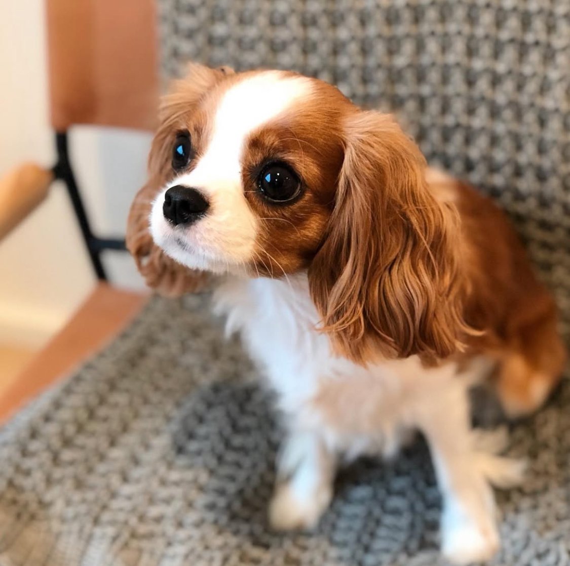 Cavalier puppy ready for a home